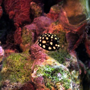 Juvenile Trunkfish in Curacao