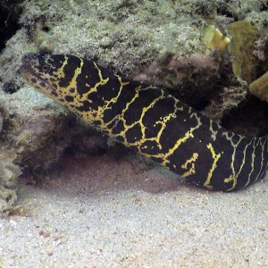 Chainlink Moray Eel in Curacao