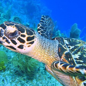 Little Cayman turtle