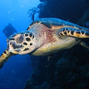 deep turtle