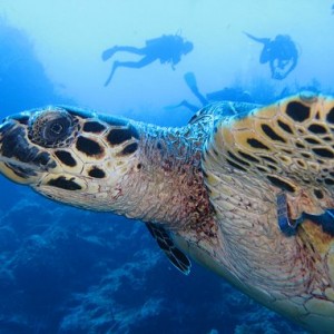 turtle and divers