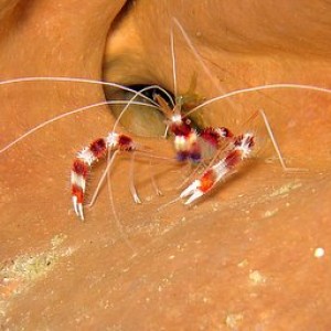 banded cleaner shrimp