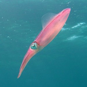 squid 1