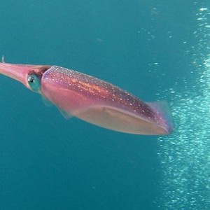 squid 2