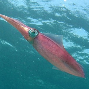 squid 3