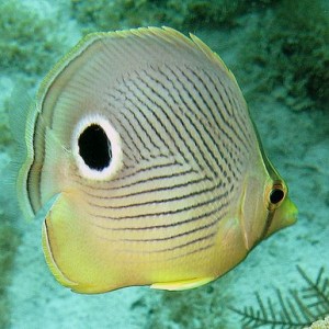 spotted butterfly fish