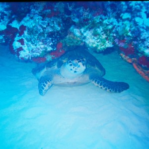 cozumel turtle