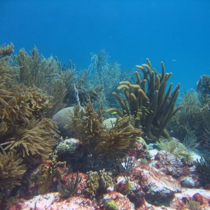 Bonaire07 underwater general