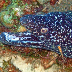 Bonaire 07 moray eel