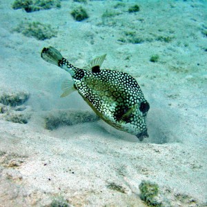 Bonaire 07 trunkfish