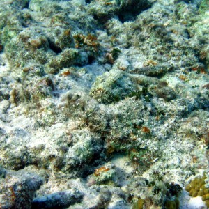 Bonaire 07 scorpionfish
