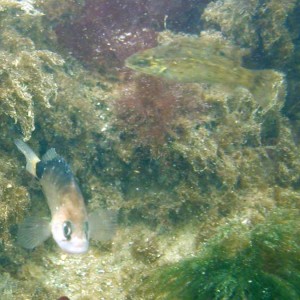 Various fish at Fort Wetherill
