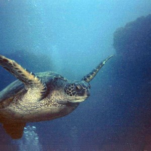 Kuai Turtle