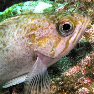 Kelp rockfish close-up