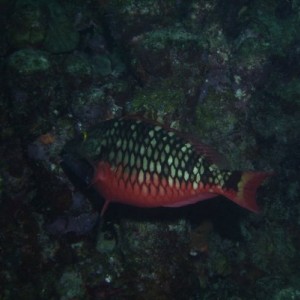 Stoplight Parrot Fish