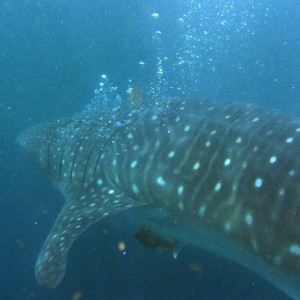 Whale shark, Utila Honduras,9/21/07