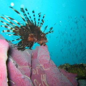 Lion Fish and Coral