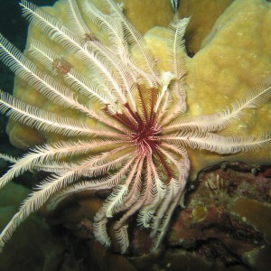 Crinoids and Coral