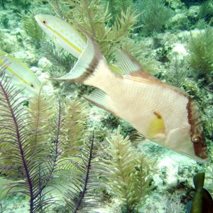 hogfish_yellow_tail_snapper