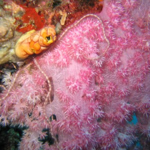 Bright Pink Corals