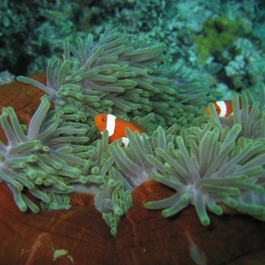 Nemo Agaion