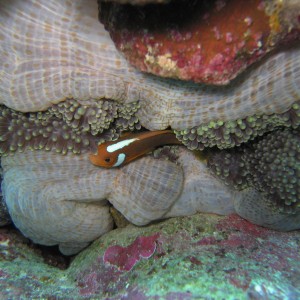 White Bonnet Anemone Fish