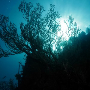Gorgonian Sea Fans