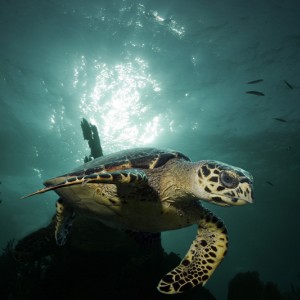 Turtle with Sun Behind