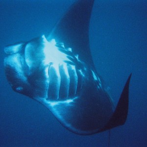 Manta ray