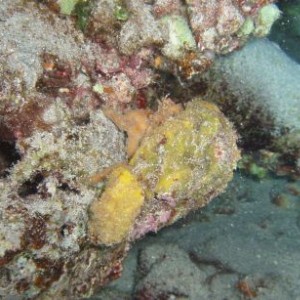 Sllepy Sponge Crab