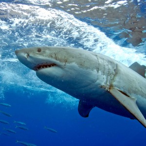 Guadalupe Great White Shark: Half Fin