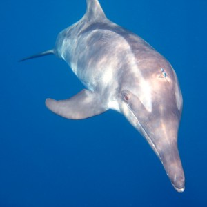 dolphin1_ed