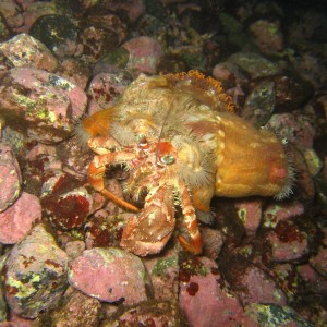 anenome_hermit_crab