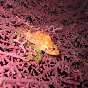 cheekspot_scorpionfish