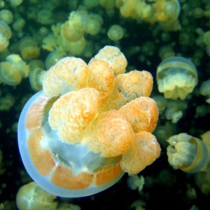 Palau Jelly