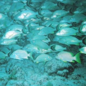 A school of fish in Cancun