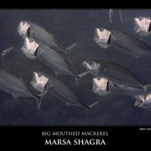 egypt marsa shagra