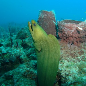 Green Moray Coming Out of Hole