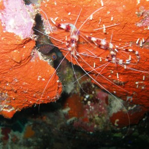 Peppermint_Shrimp-Bonaire