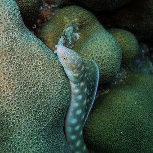 Spotted_Snake_Eel-Bonaire_