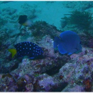 Yellow tail damsel and Blue Tang