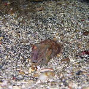 cuttlefish7