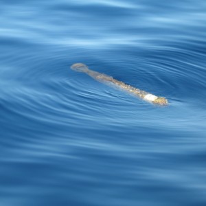 Torpedo off of Maui