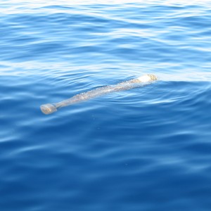 Torpedo off of Maui