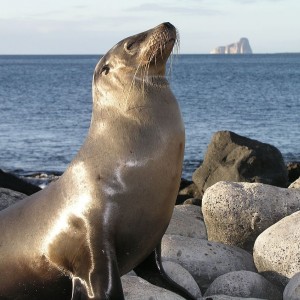 Seal in Galapagos