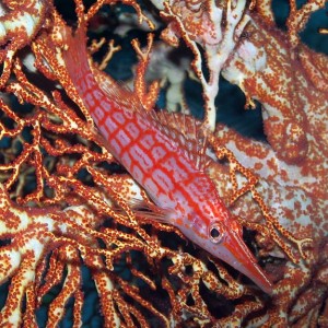 Hawk Fish Wakatobi Pelagian