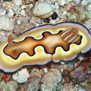 Nudibranch Wakatobi Pelagian