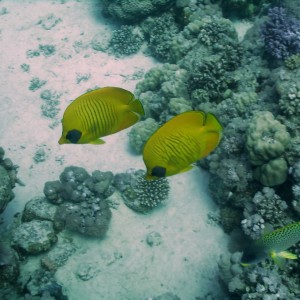 Red Sea Pictures