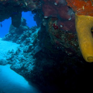 tube sponge wtih cave opening