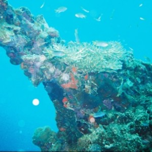 One of many wrecks in Palau